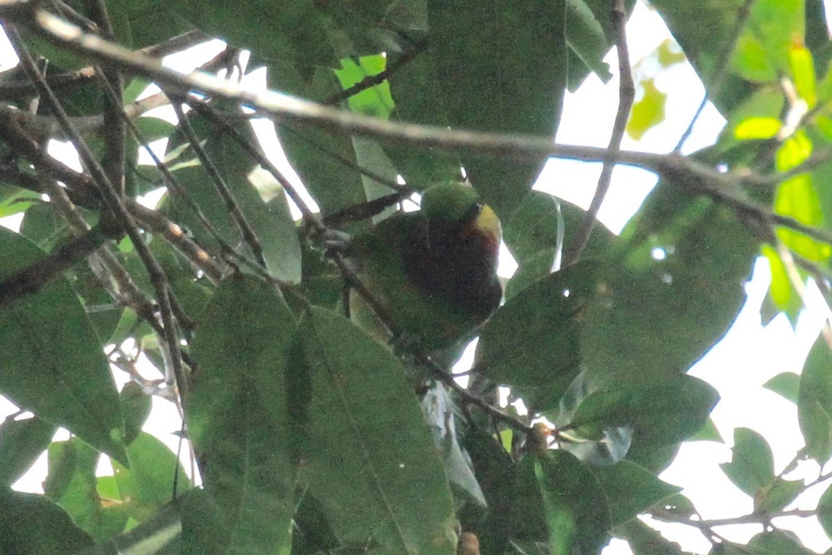 Edwards's Fig-Parrot - ML128940491
