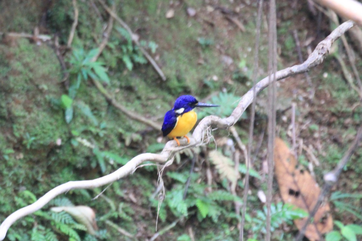 Papuan Dwarf-Kingfisher - ML128940511