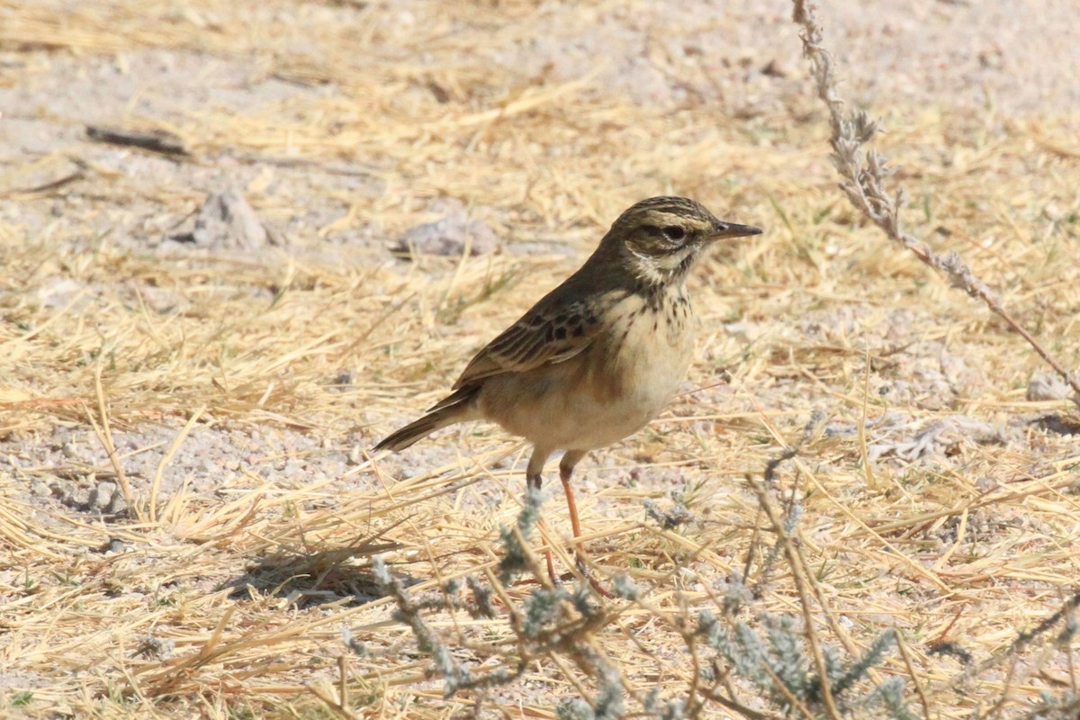 African Pipit - Charles Davies