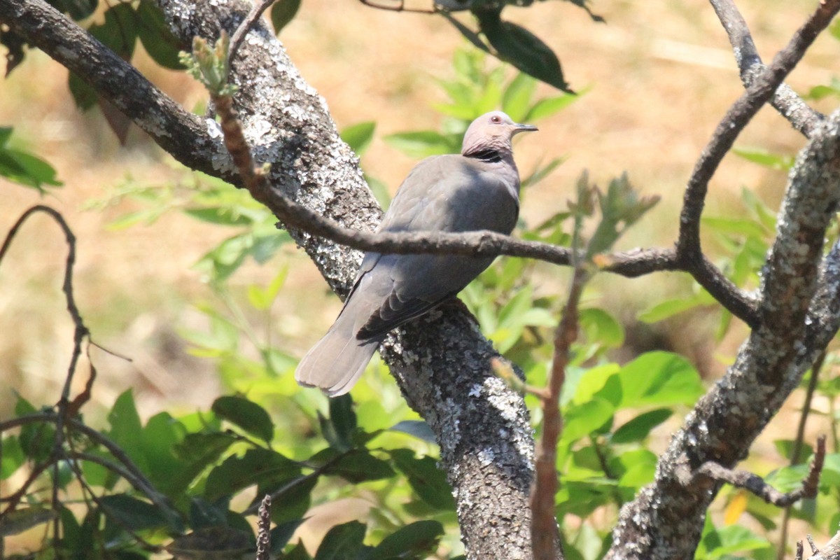 Red-eyed Dove - ML128940611