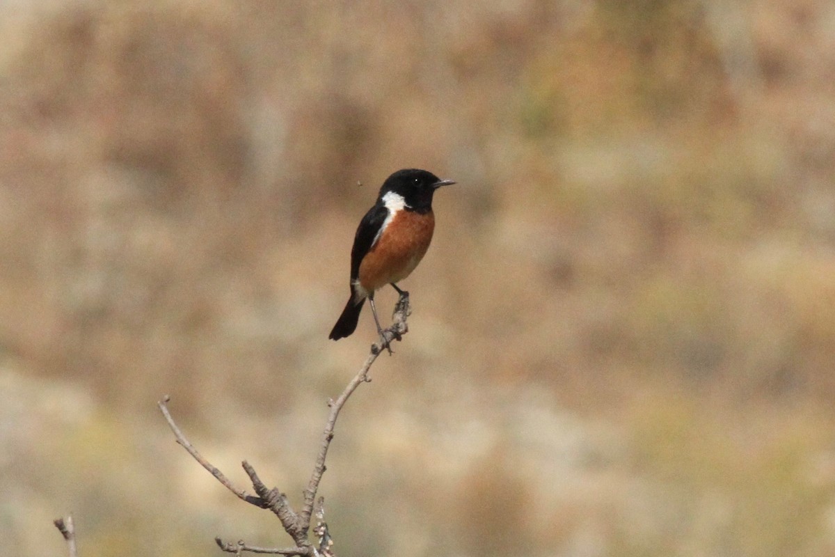 African Stonechat - ML128940721