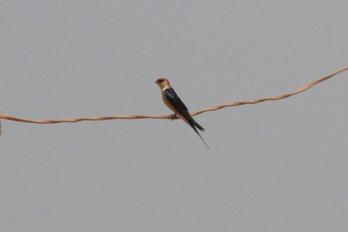 Greater Striped Swallow - ML128941151