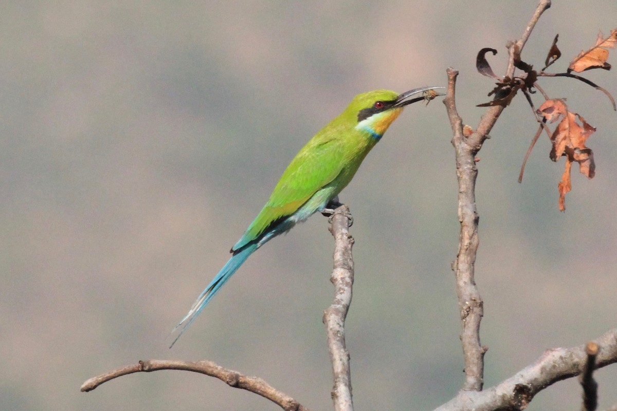Swallow-tailed Bee-eater - ML128941201