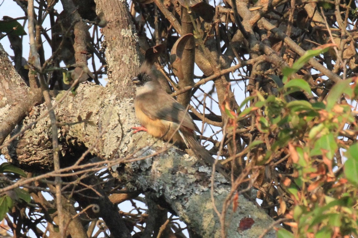 Red-backed Mousebird - ML128941311