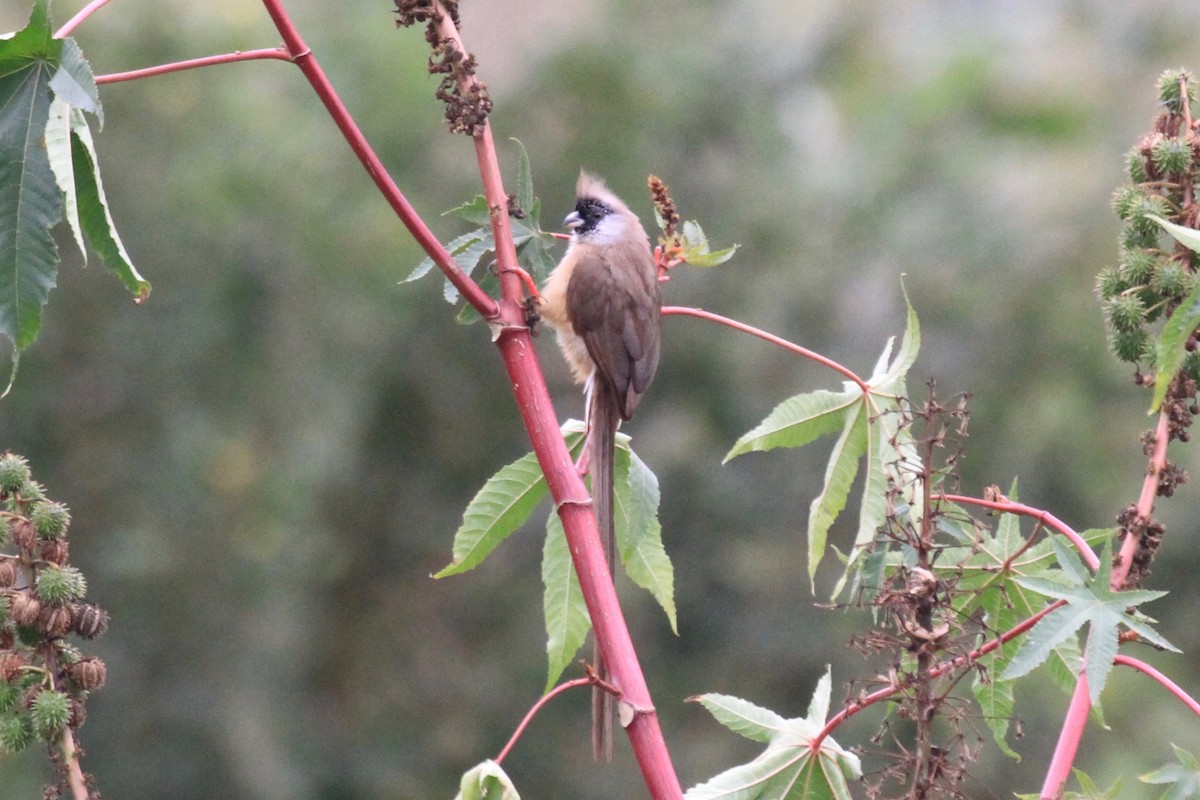 Red-backed Mousebird - Charles Davies