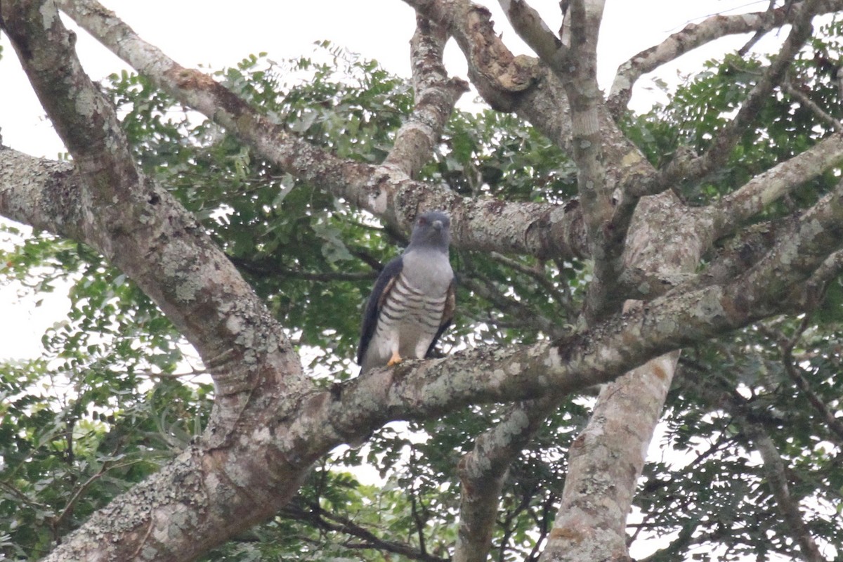 African Cuckoo-Hawk - Charles Davies