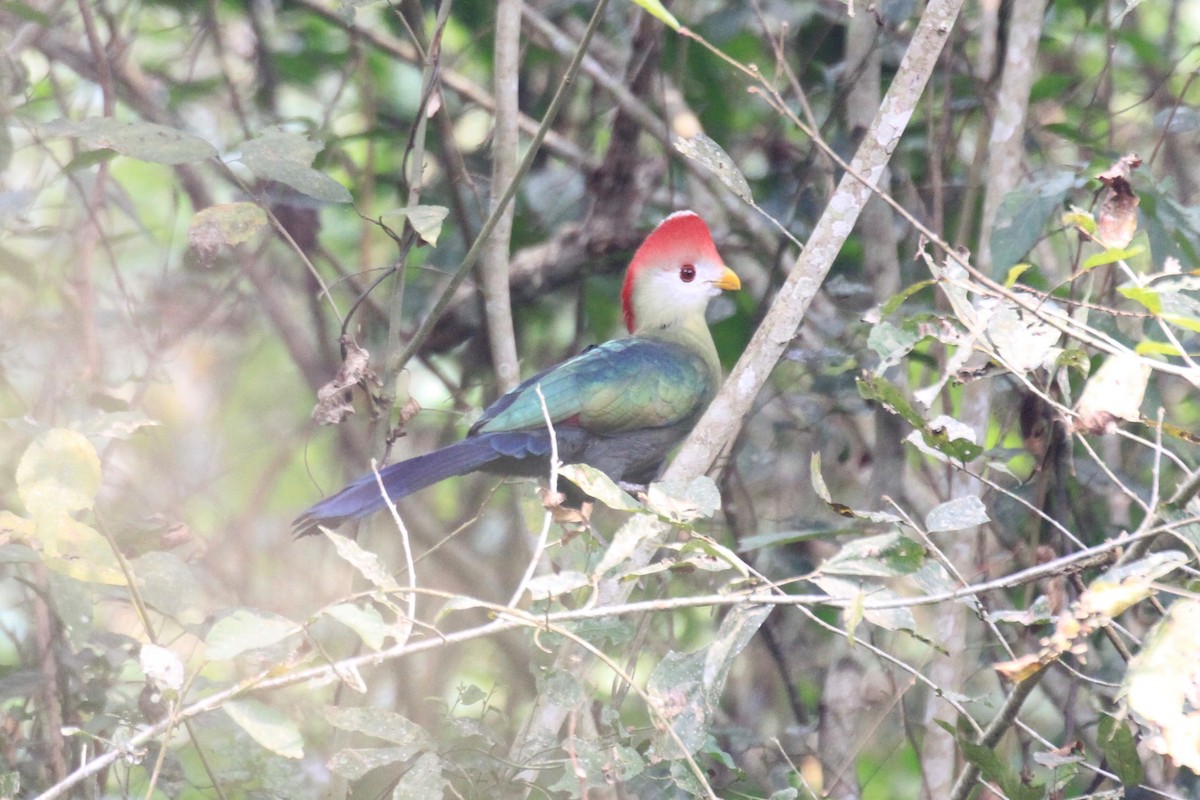 Red-crested Turaco - ML128941681