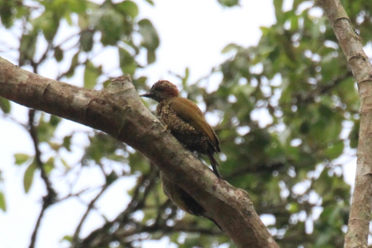 Brown-eared Woodpecker - ML128941721