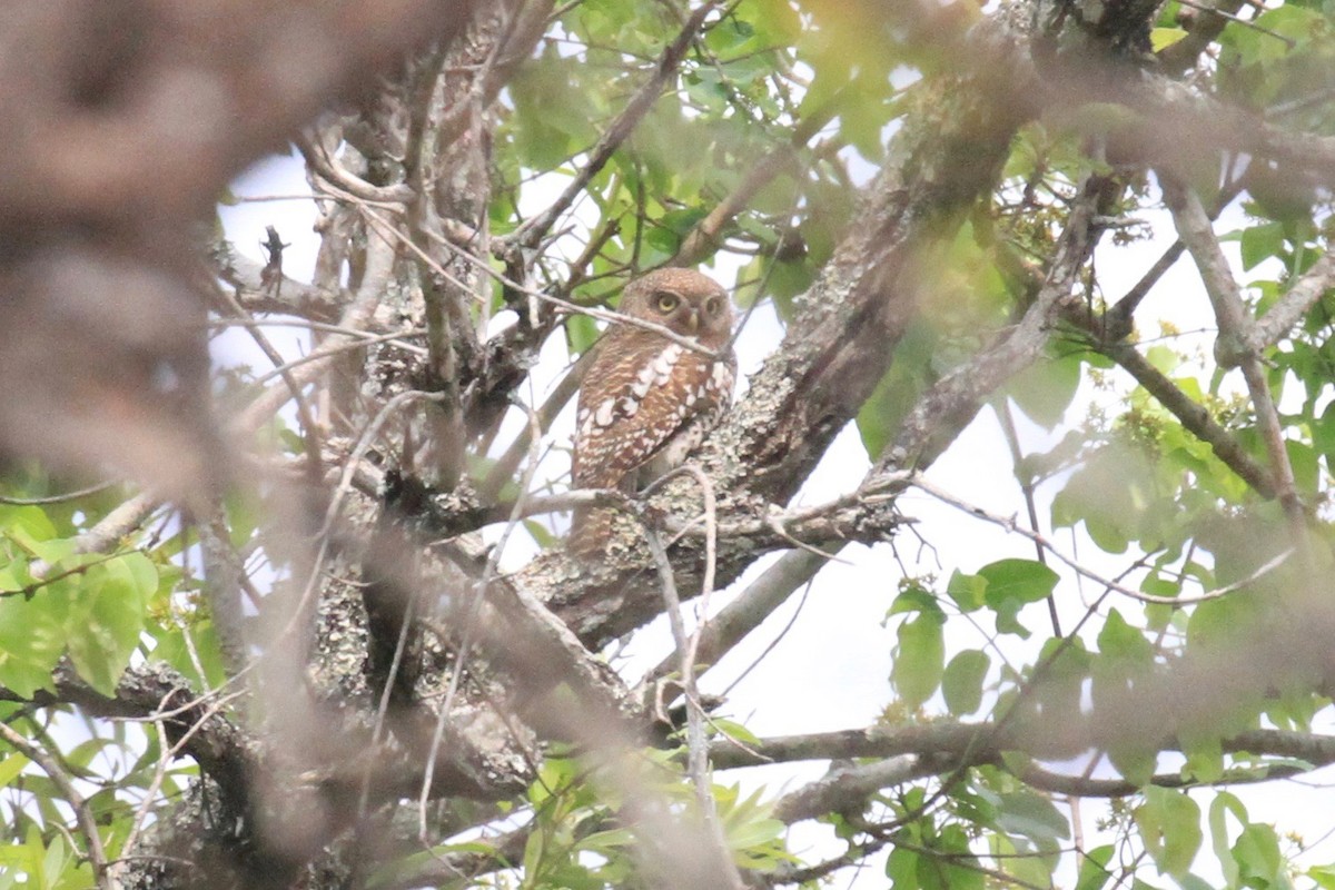 African Barred Owlet - ML128941931