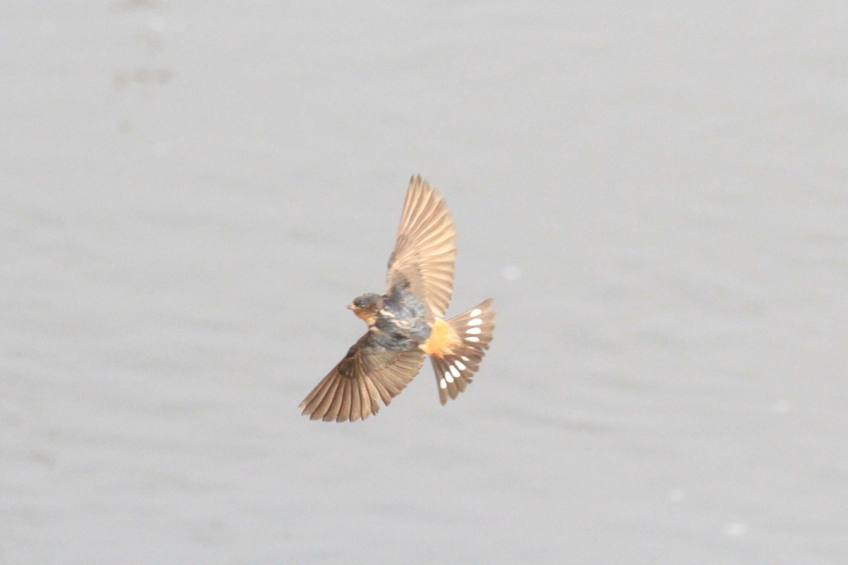 Red-throated Swallow - Charles Davies