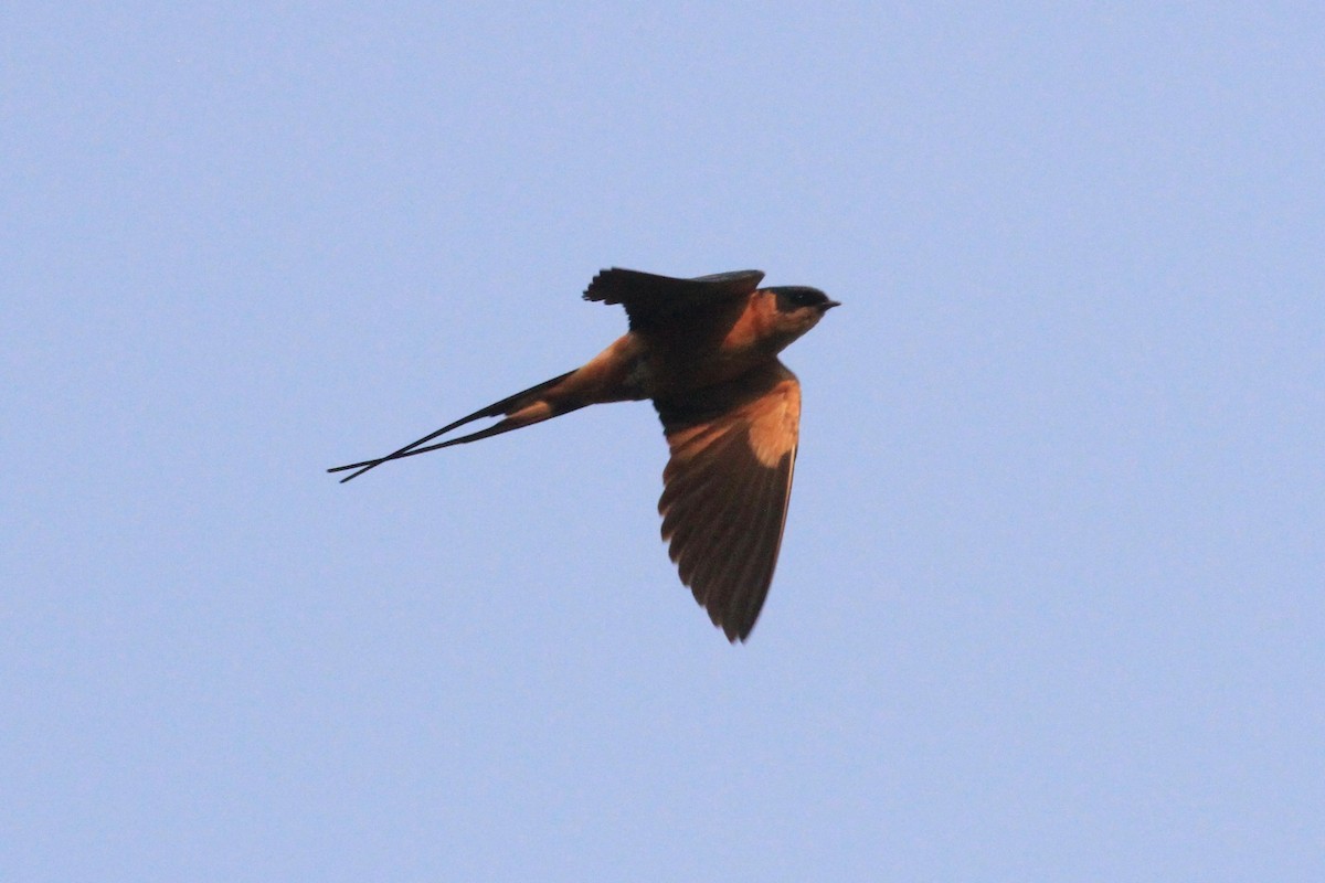 Rufous-chested Swallow - Charles Davies