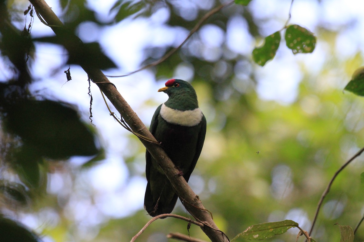 White-breasted Fruit-Dove - ML128942391