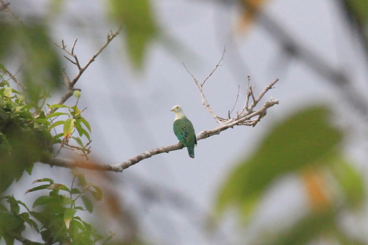 Rose-crowned Fruit-Dove - ML128943041