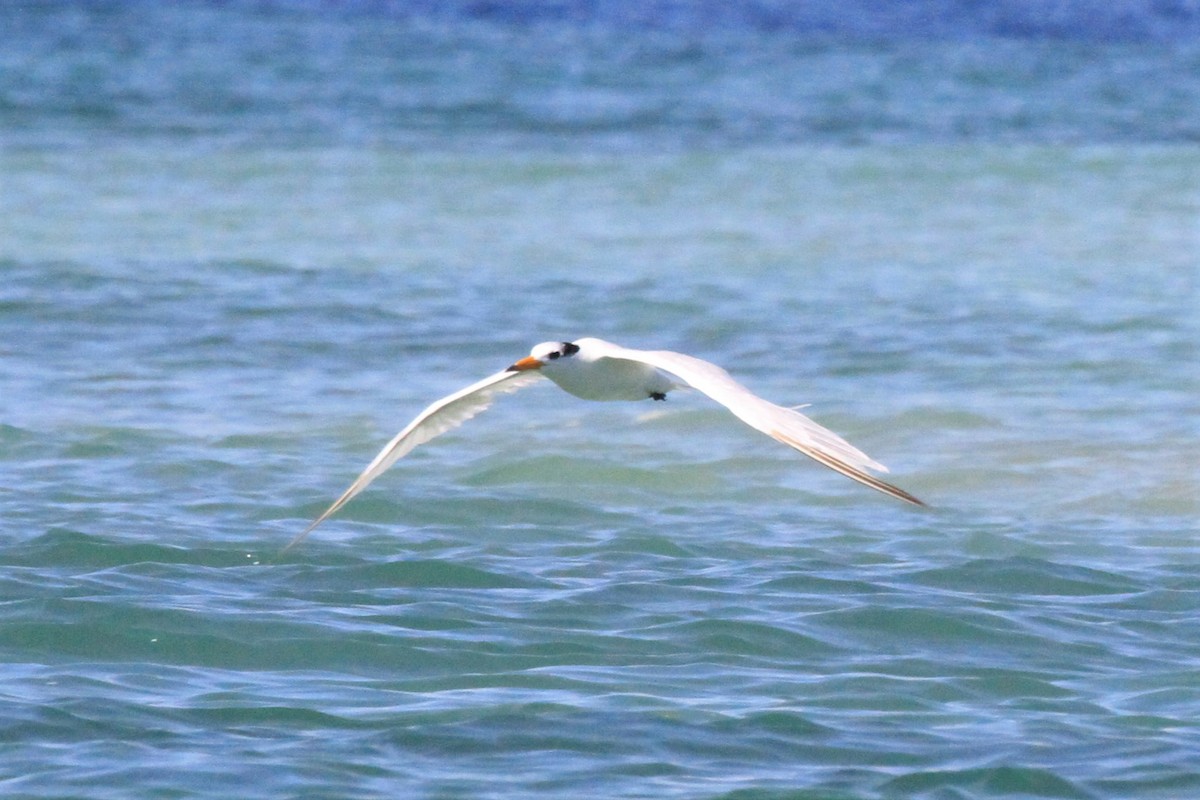 Chinese Crested Tern - ML128943801