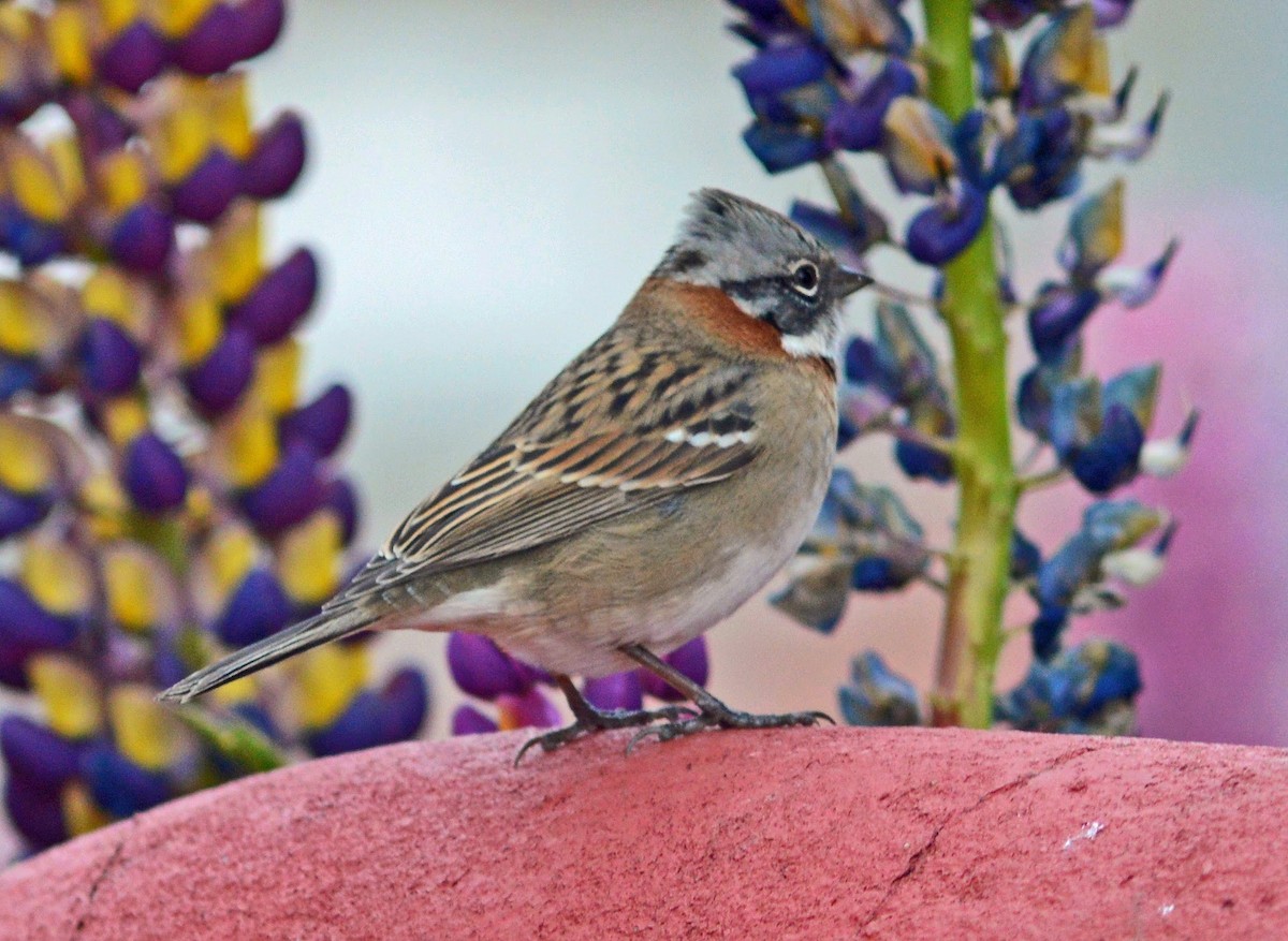 Rufous-collared Sparrow - ML128946561