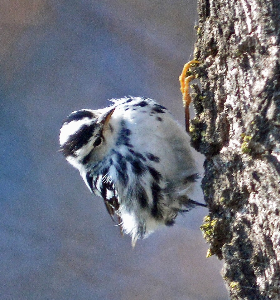 Black-and-white Warbler - ML128947781