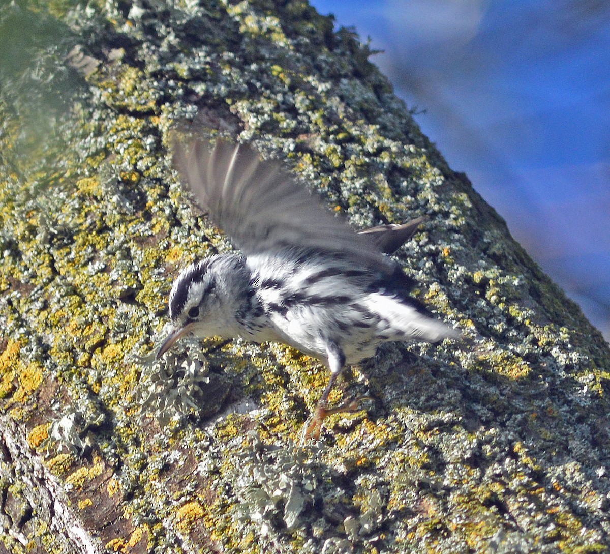Black-and-white Warbler - ML128947791