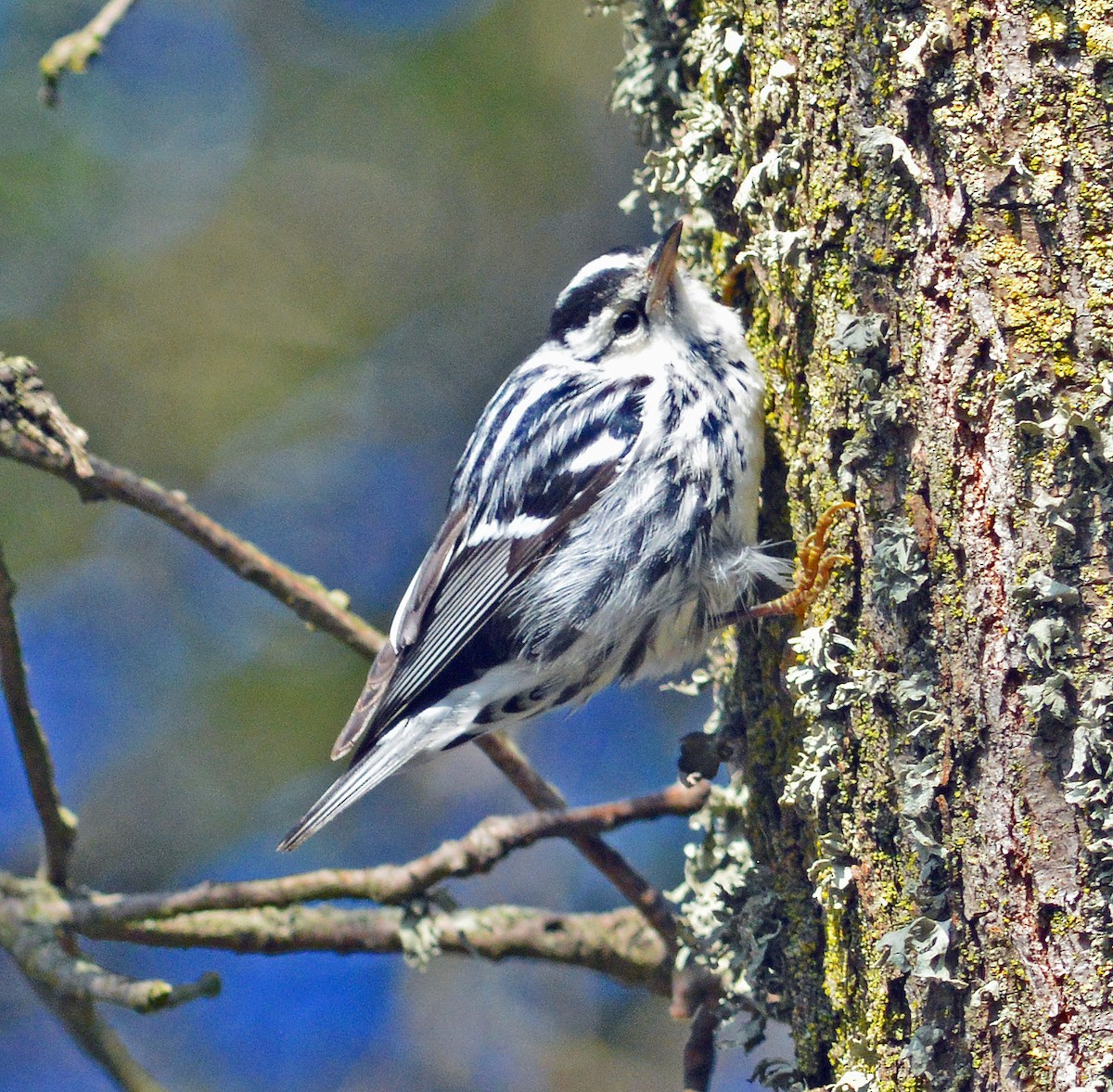 Black-and-white Warbler - ML128947801