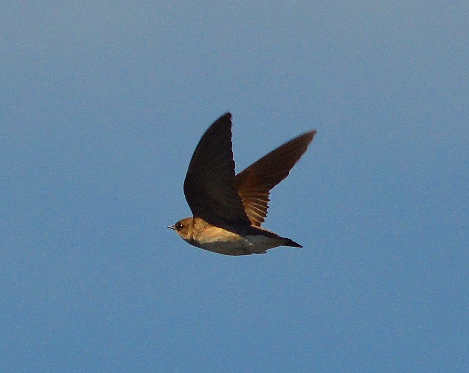 Northern Rough-winged Swallow - ML128949501