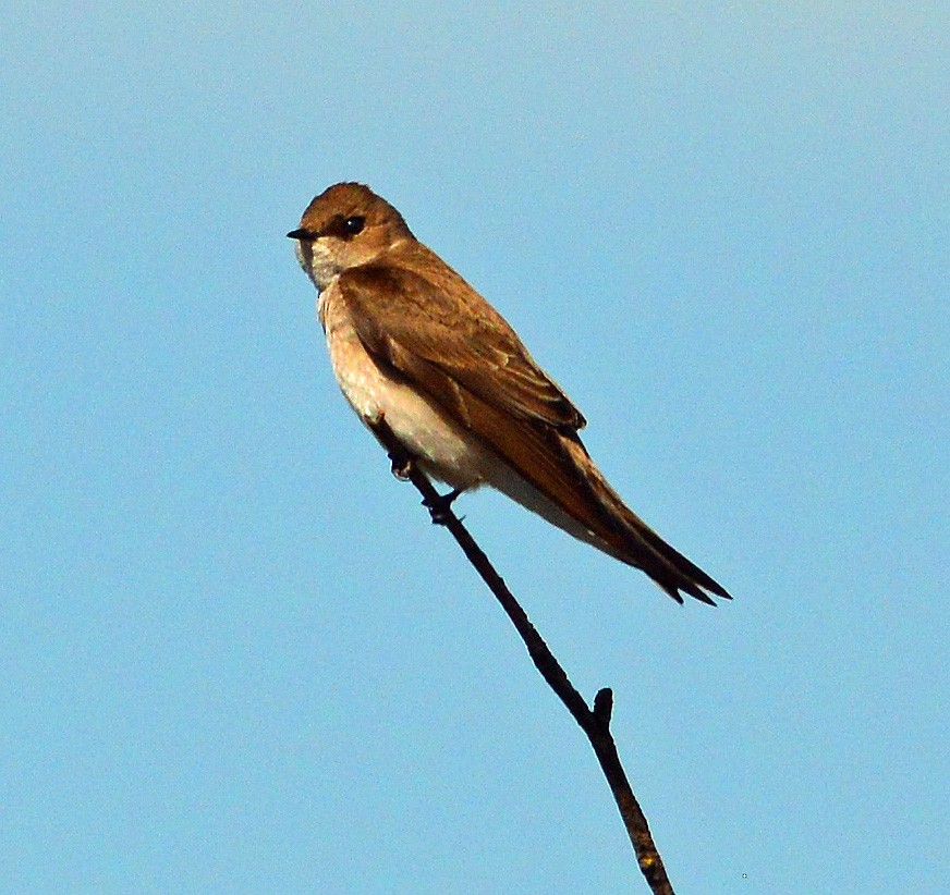 Northern Rough-winged Swallow - ML128949521