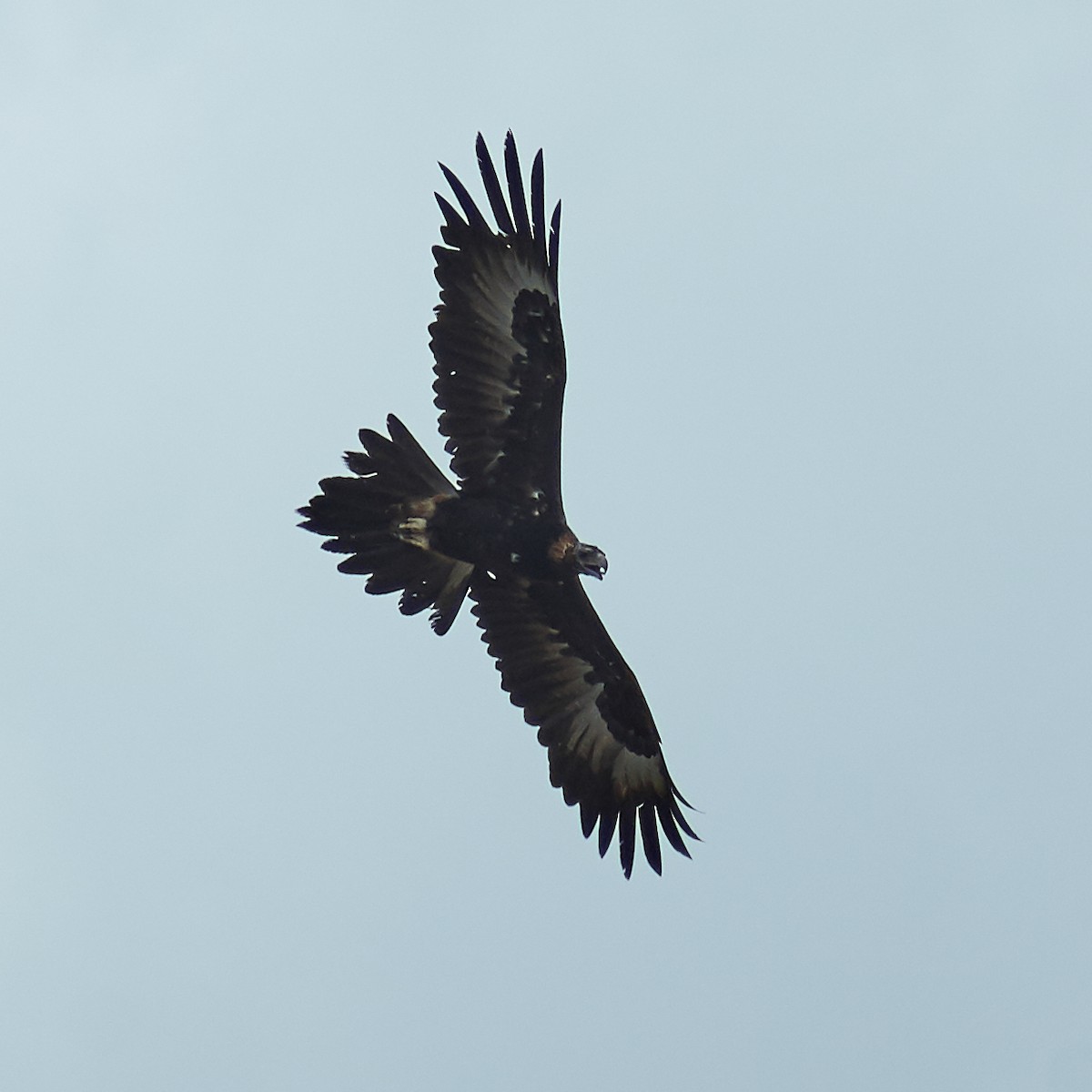 Wedge-tailed Eagle - ML128951681