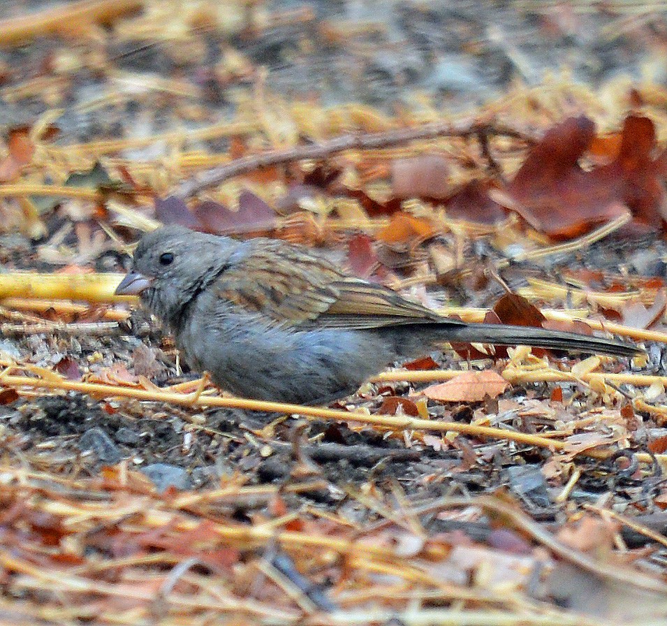 Black-chinned Sparrow - Daniel Murphy