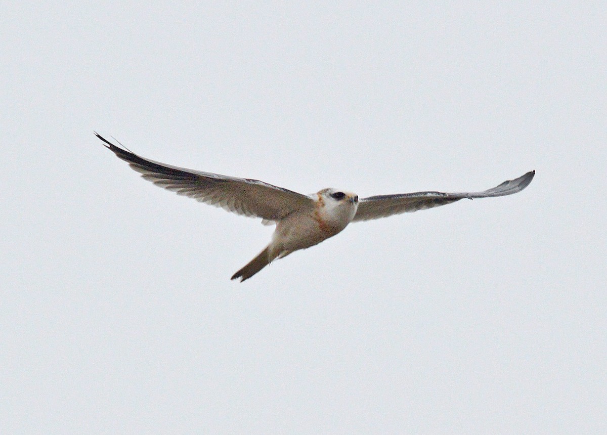 White-tailed Kite - ML128952131