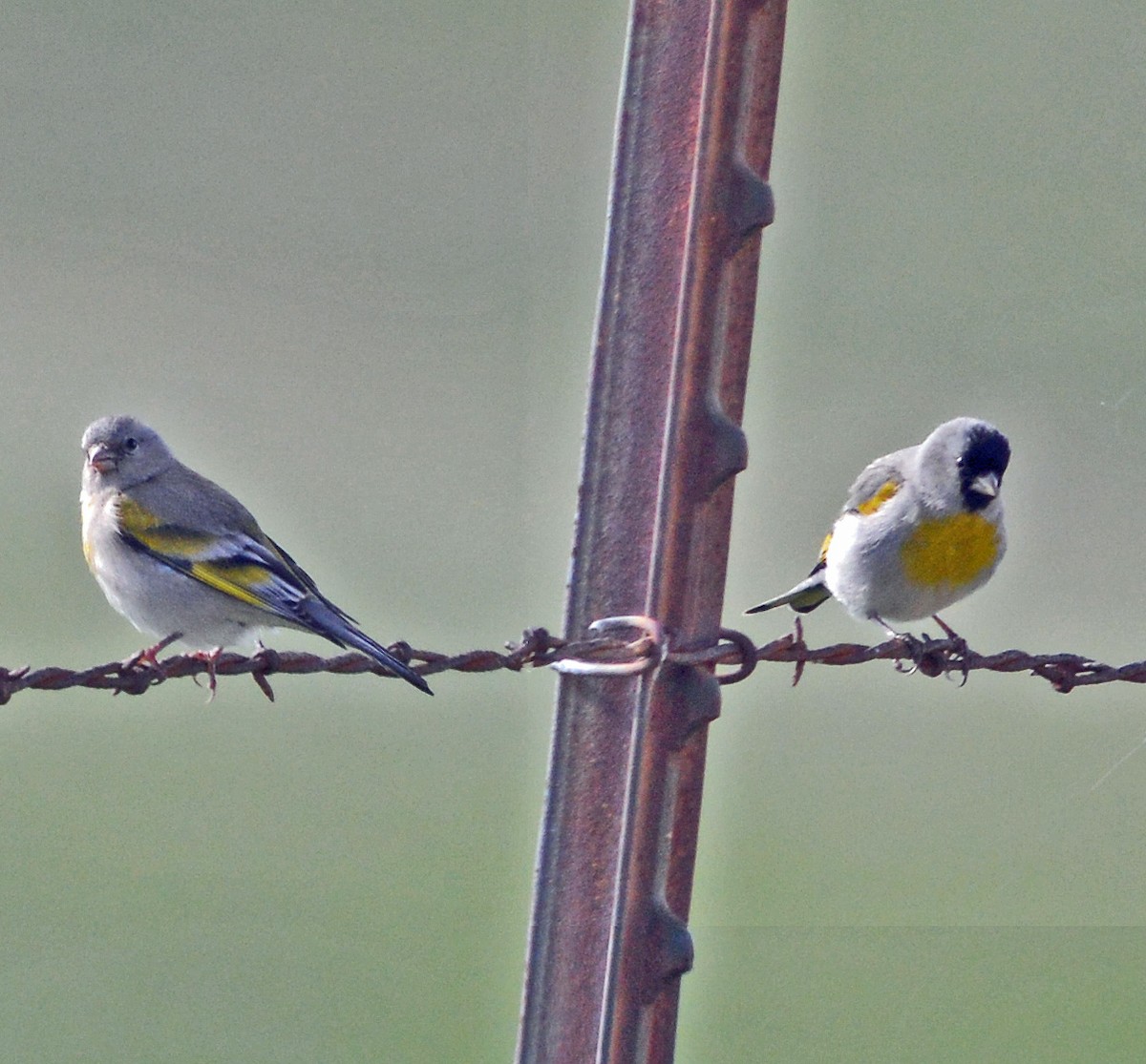 Lawrence's Goldfinch - ML128952141
