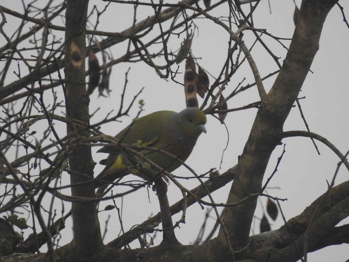 Orange-breasted Green-Pigeon - ML128958911
