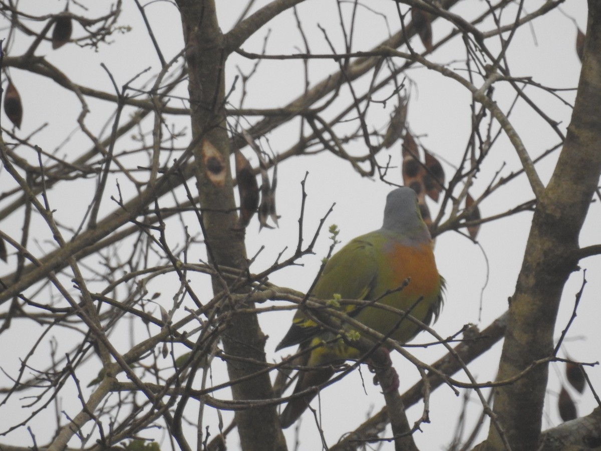 Orange-breasted Green-Pigeon - ML128959011