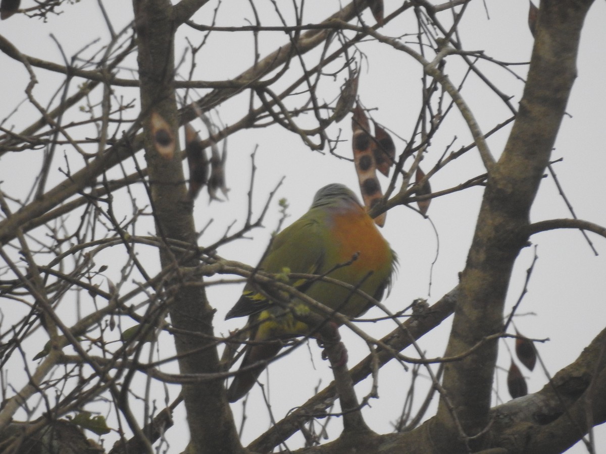 橙胸綠鳩 - ML128959021