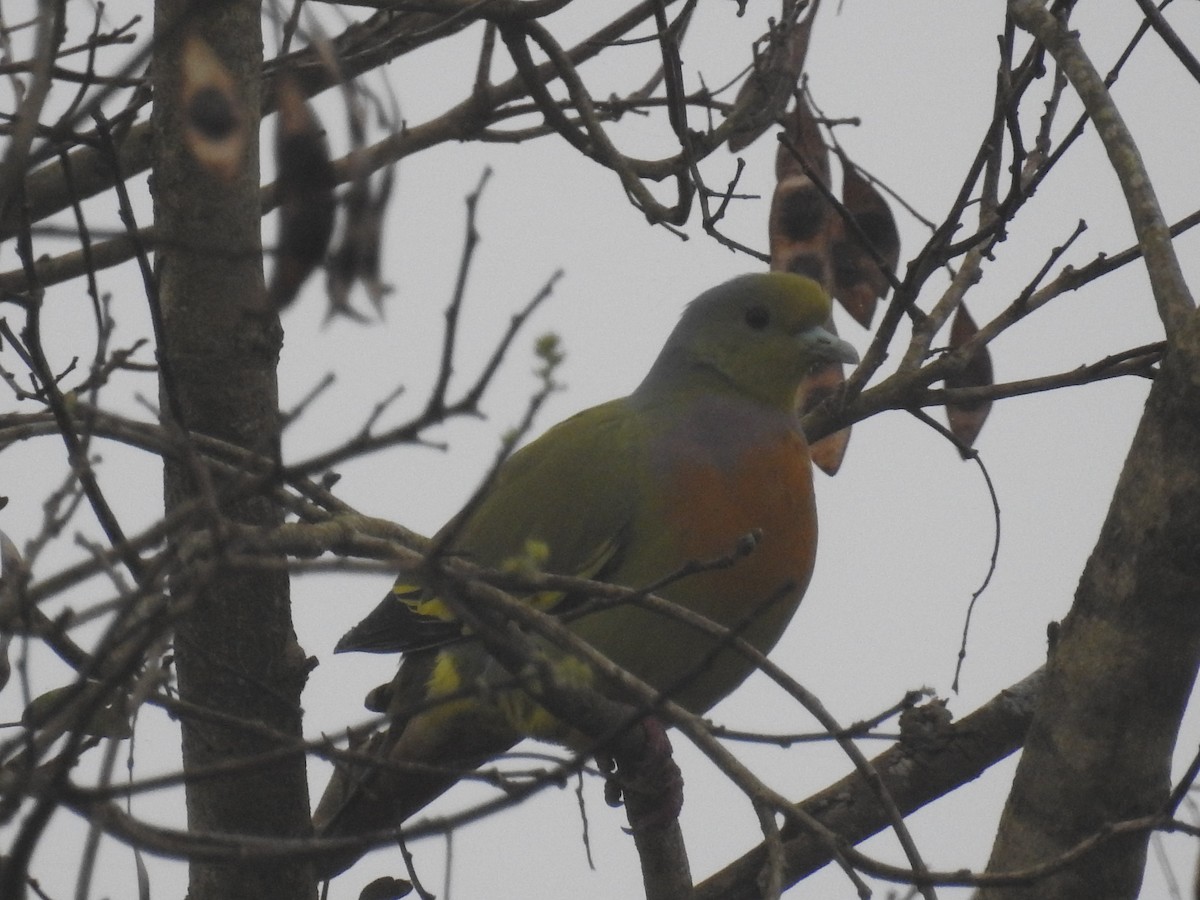橙胸綠鳩 - ML128959041