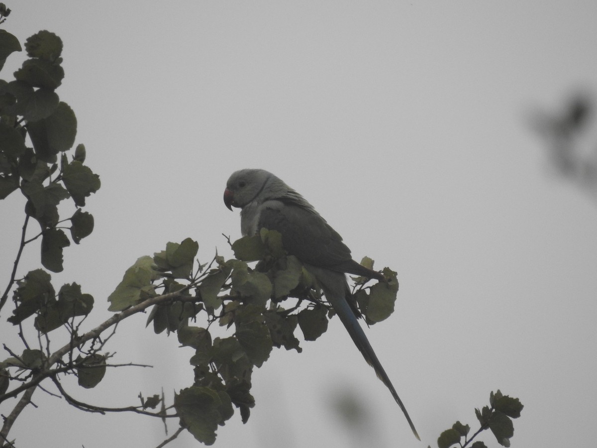 Malabar Parakeet - Ashwin Viswanathan