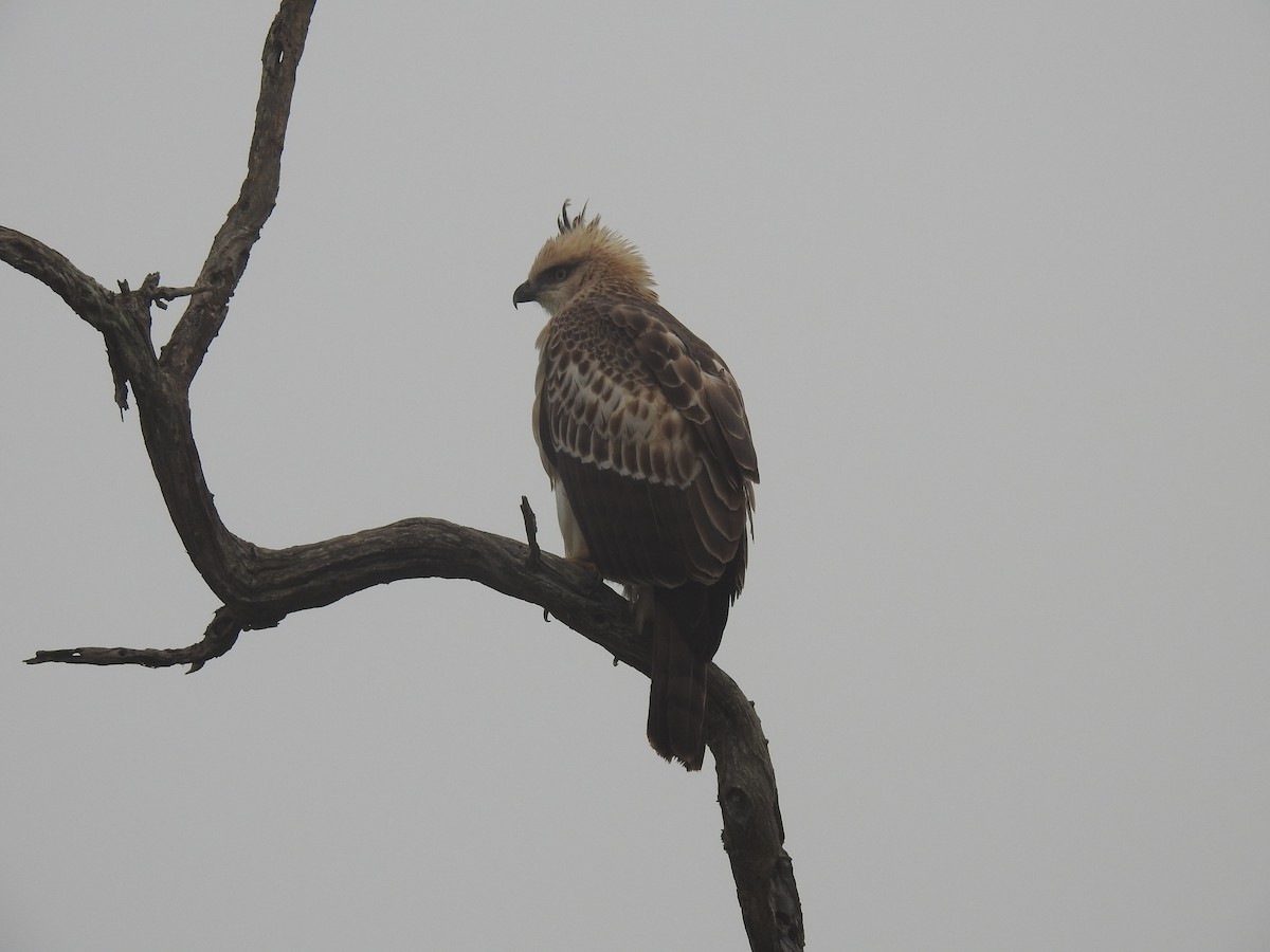 Changeable Hawk-Eagle (Crested) - ML128959281