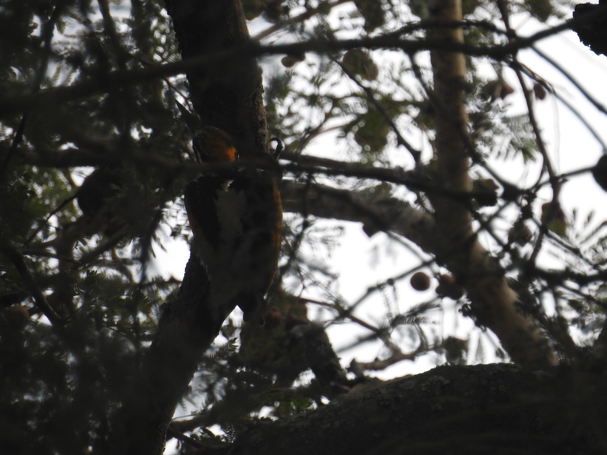 White-naped Woodpecker - ML128961811