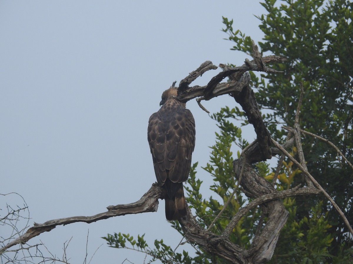 Changeable Hawk-Eagle (Crested) - ML128961891