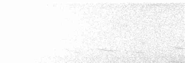 Australasian Grebe - ML128962251