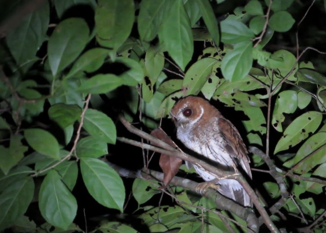 Puerto Rican Owl - Michael David