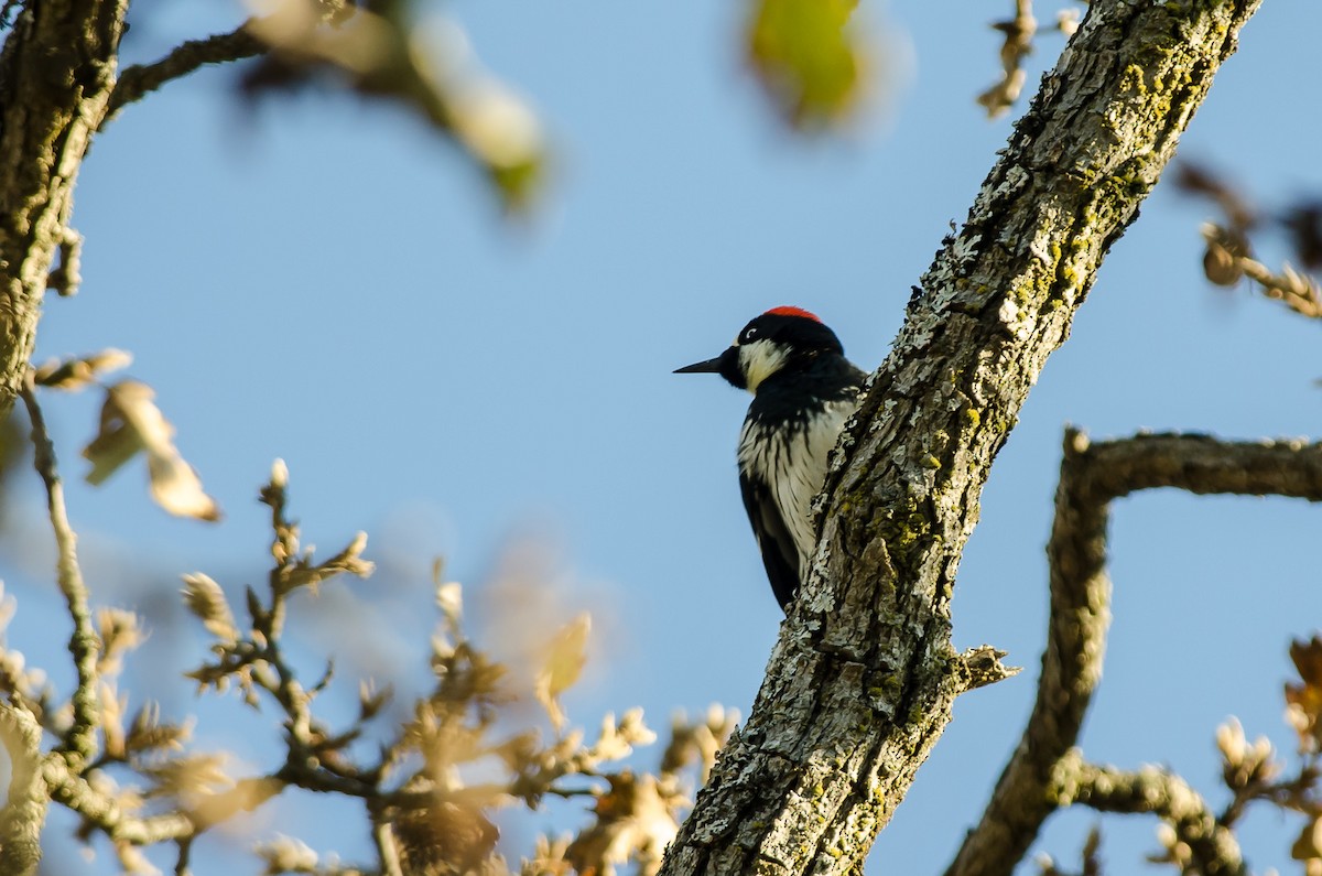 Acorn Woodpecker - ML128972401