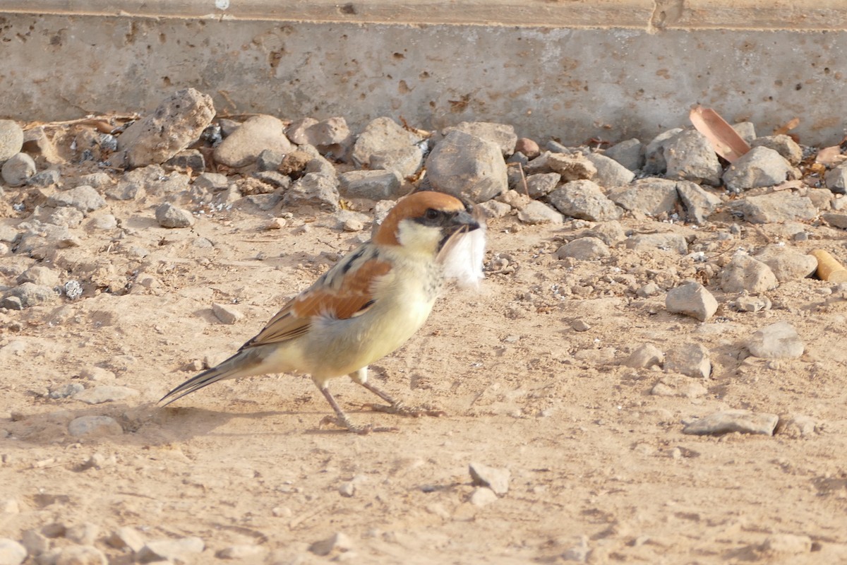 Somali Sparrow - Peter Kaestner