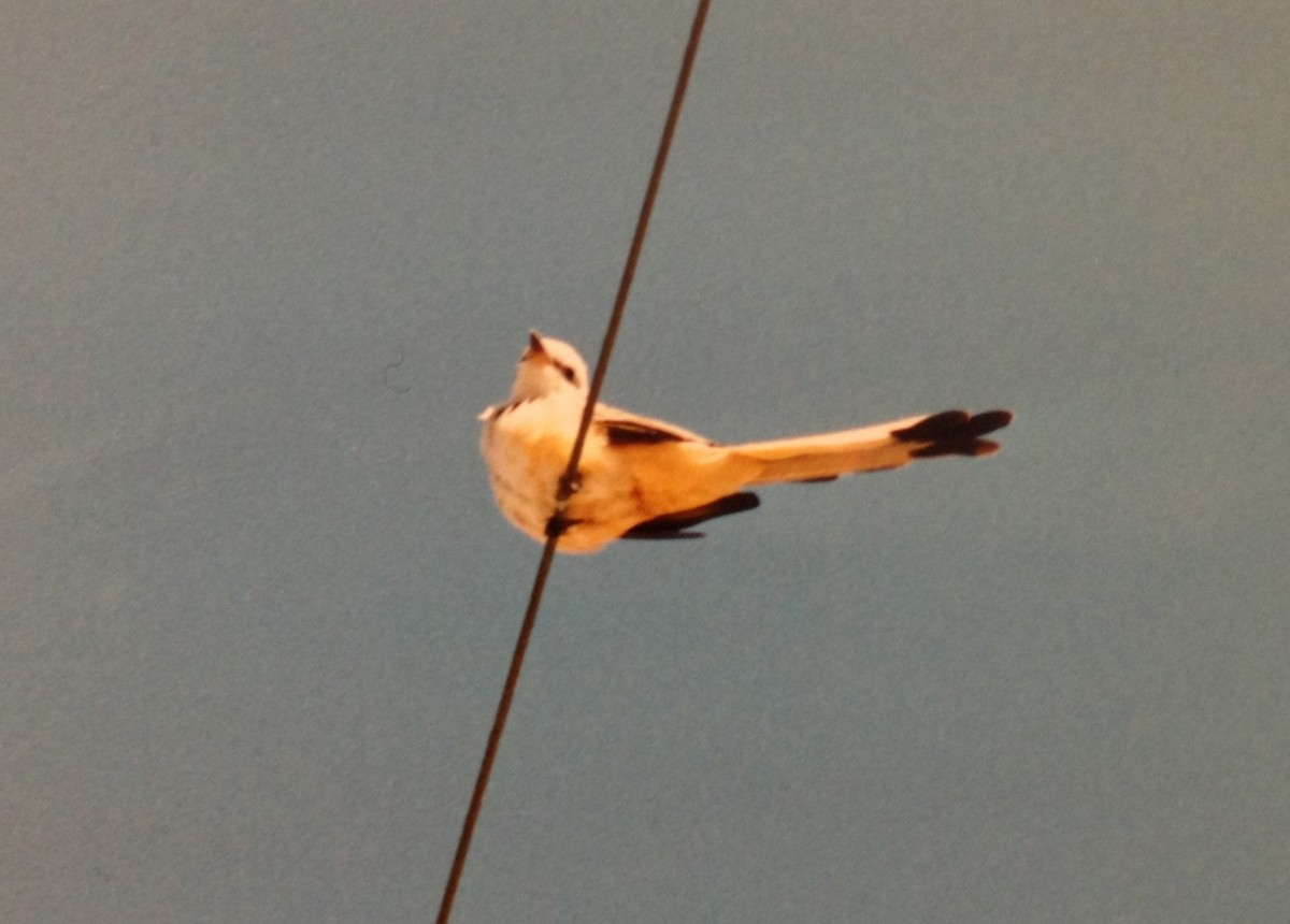 Scissor-tailed Flycatcher - Tom McNeil
