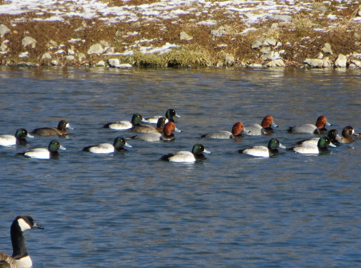 Greater Scaup - ML128976911