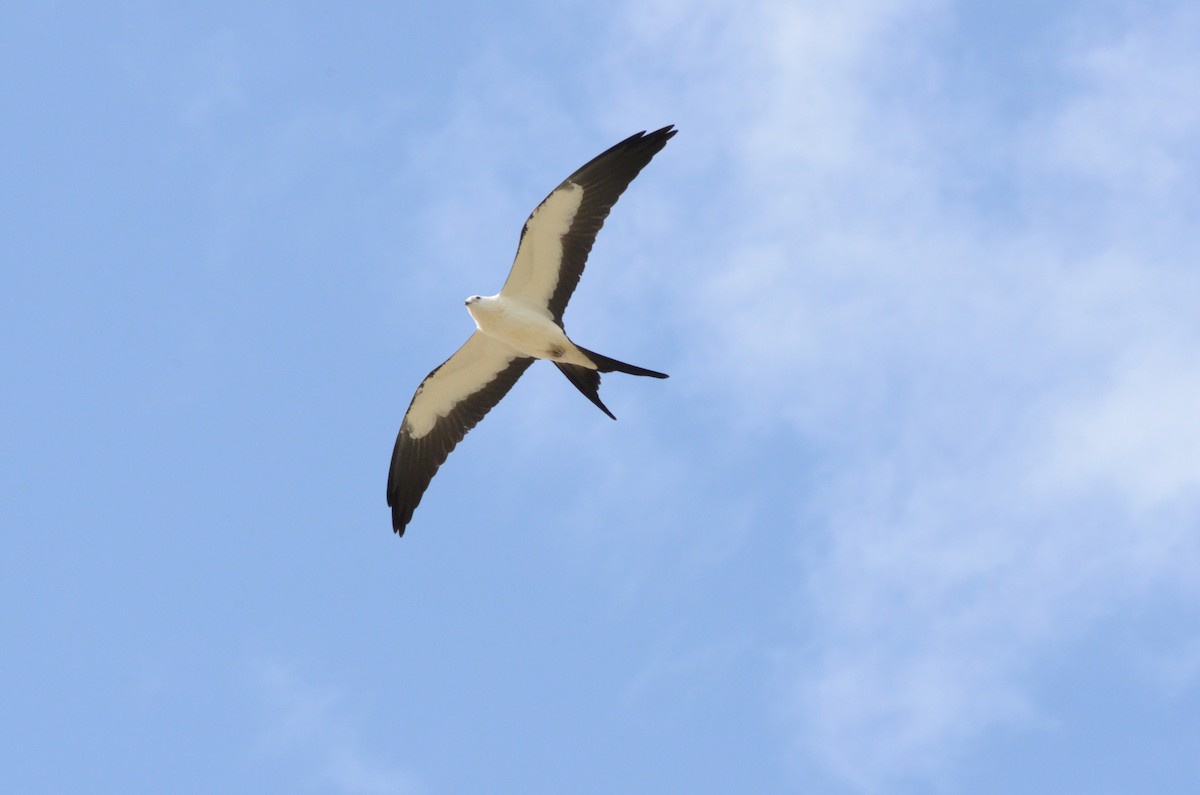Swallow-tailed Kite - Dan Belcher