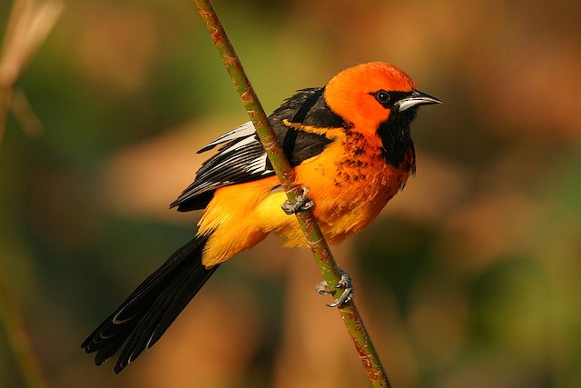 Spot-Breasted Oriole : r/angrybirds