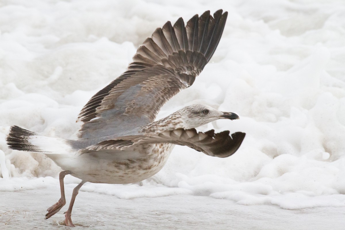 Lesser Black-backed Gull - Will Chatfield-Taylor