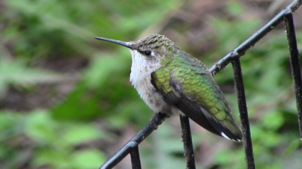 Ruby-throated Hummingbird - Adrian Burke