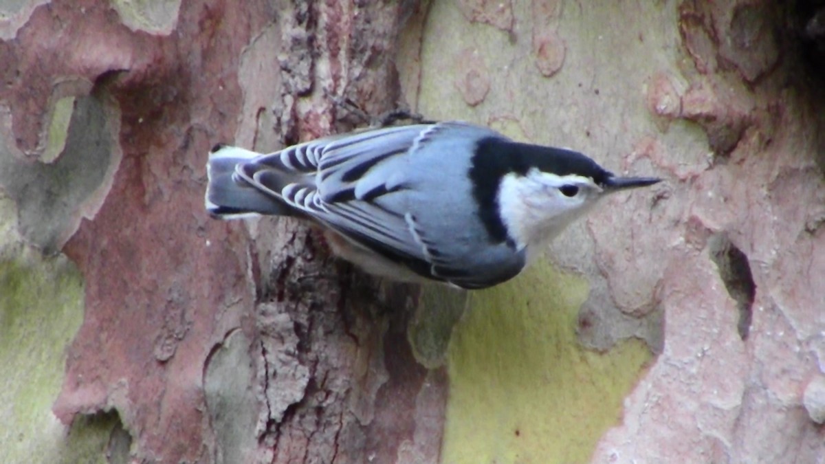 White-breasted Nuthatch - Adrian Burke