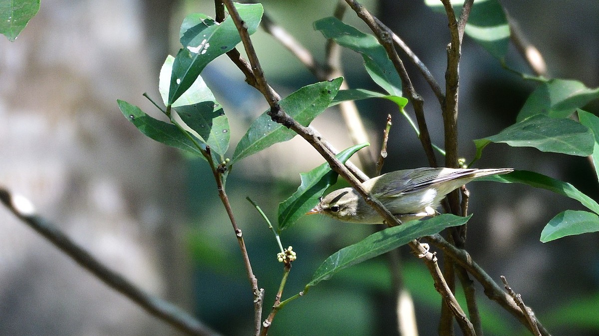 Greenish Warbler - Mayuresh Kulkarni