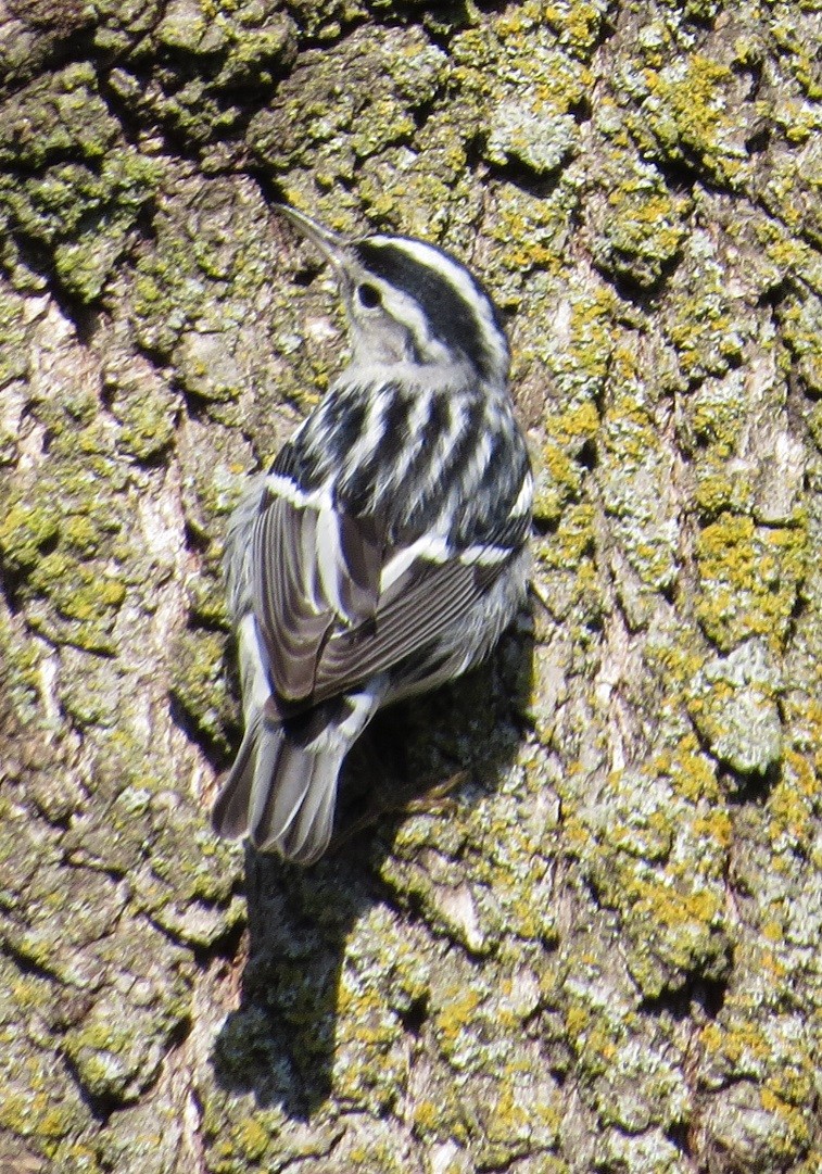 Black-and-white Warbler - ML128988021