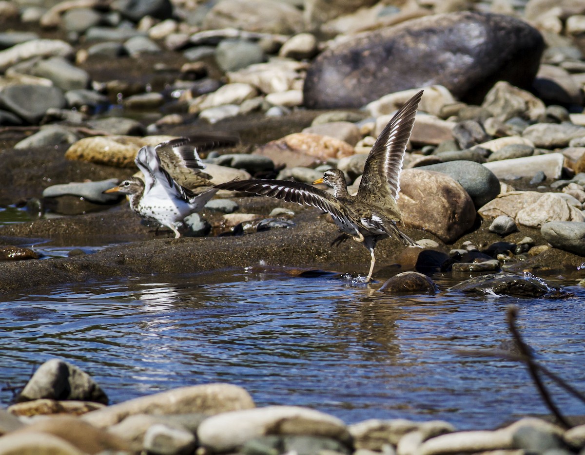 Spotted Sandpiper - Mouser Williams